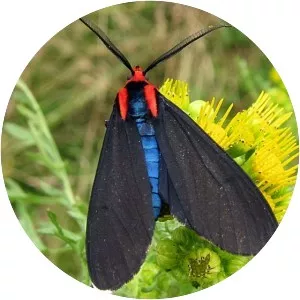Ctenucha