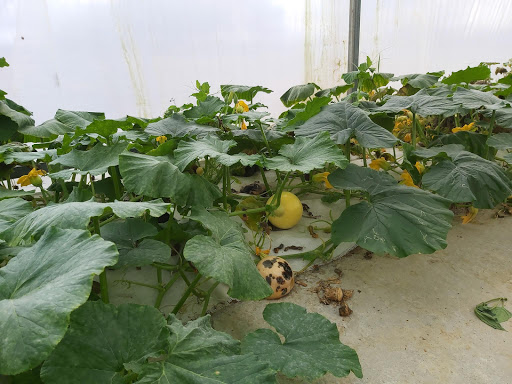 cty tnhh dv thu hang - Agricultural organization in Vietnam