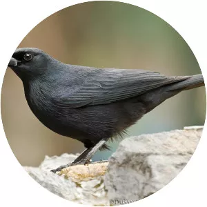 Cuban blackbird - Bird