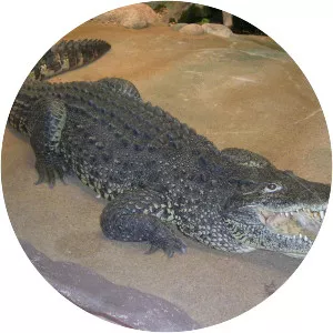 Cuban crocodile - Reptile