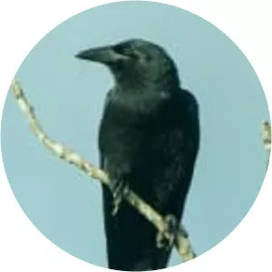 Cuban crow - Bird