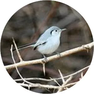 Cuban gnatcatcher