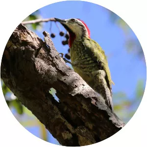 Cuban green woodpecker