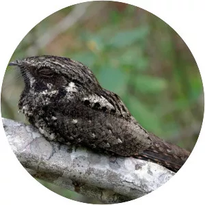Cuban nightjar - Bird