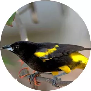 Cuban oriole