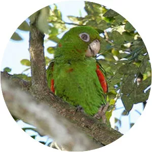 Cuban parakeet