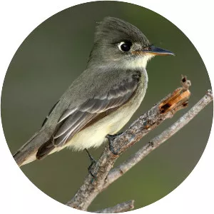 Cuban pewee