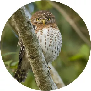 Cuban pygmy owl - Bird