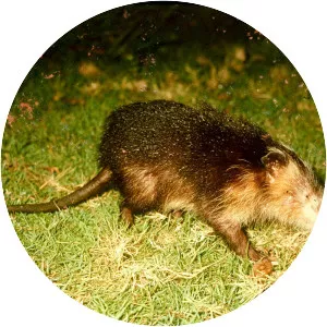 Cuban solenodon photograph