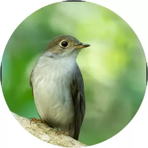 Cuban solitaire