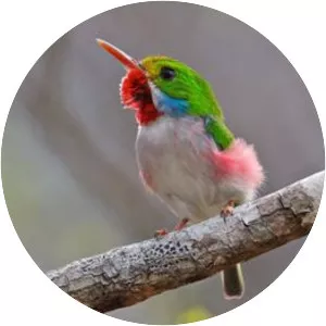 Cuban tody - Bird