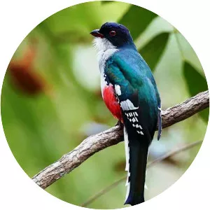 Cuban trogon