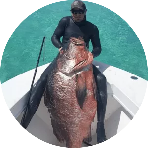 Cubera snapper