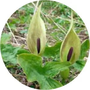 Cuckoo-pint - Plants