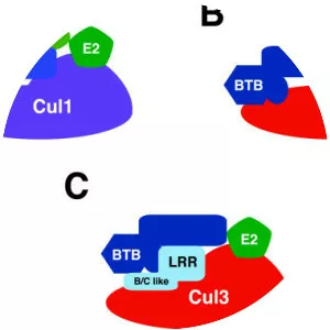 CUL3 - Protein