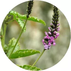 Cullen australasicum - 