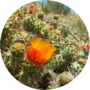 Cumulopuntia sphaerica - 