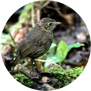 Cundinamarca antpitta