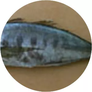 Cunene horse mackerel