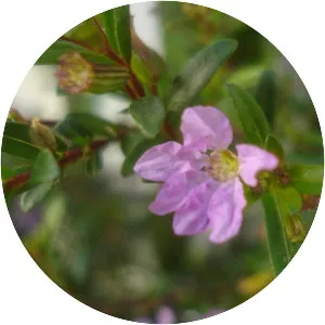 Cuphea gracilis