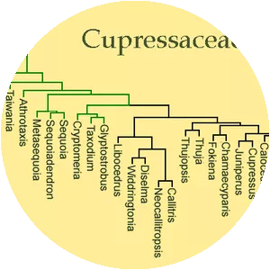 Cupressaceae - Plants