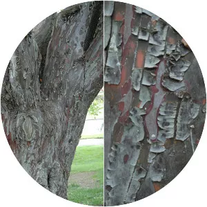 Cupressus arizonica var. glabra