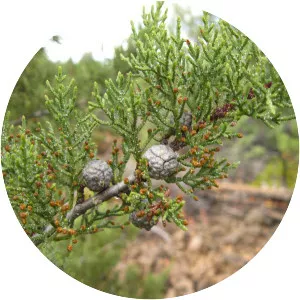 Cupressus bakeri