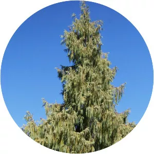 Cupressus cashmeriana