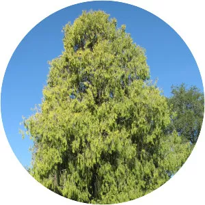Cupressus funebris