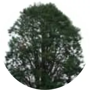 Cupressus lusitanica