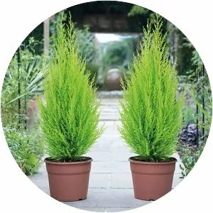 Cupressus - Plants