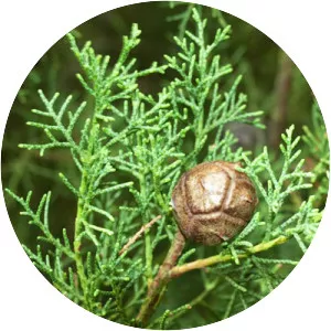 Cupressus torulosa