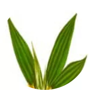 Curculigo orchioides