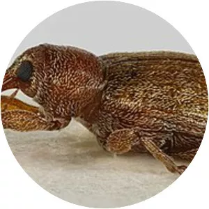 Curculioninae - Insect