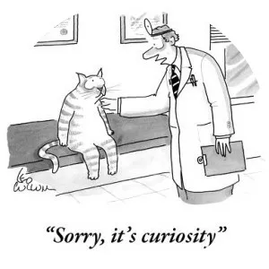 Curiosity Killed the Cat
