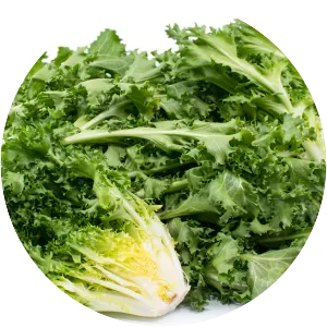 Curled endive - Plants