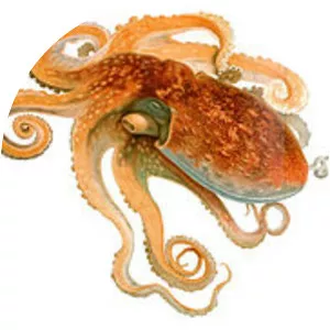 Curled octopus