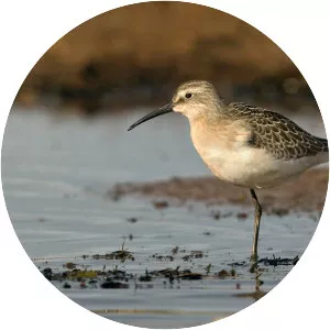 Curlew sandpiper