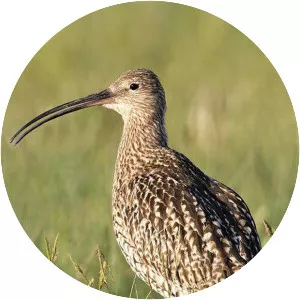 Curlews
