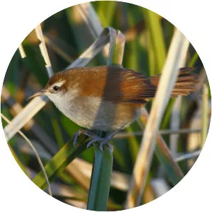 Curve-billed reedhaunter