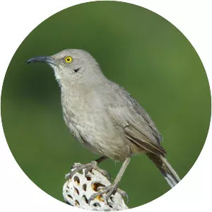 Curve-billed thrasher - Birds