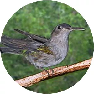 Curve-winged sabrewing