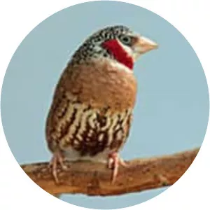 Cut-throat finch