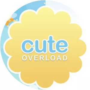 Cute Overload