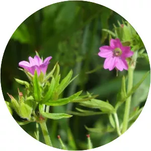 Cutleaf geranium - Plants