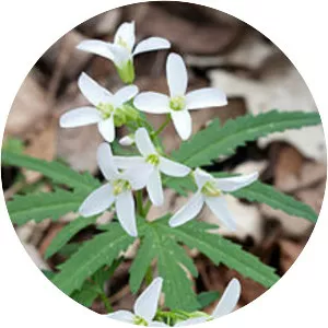 Cutleaf toothwort - Plants