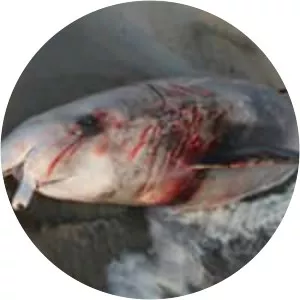 Cuvier's beaked whale