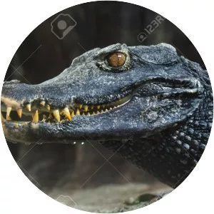 Cuvier's dwarf caiman