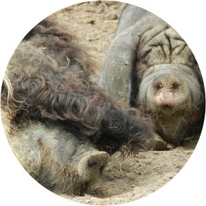 CUX-ART-Tier Park Beverstedt