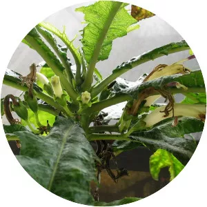 Cyanea pinnatifida - 